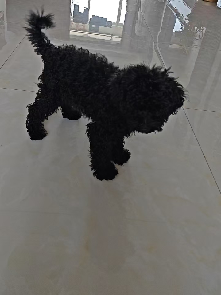 临淄出售2个月泰迪   13792169933